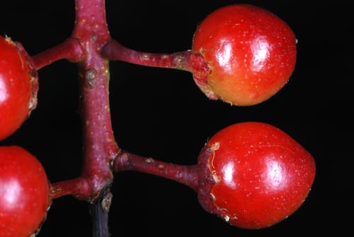 Black cherry seed heads or pods