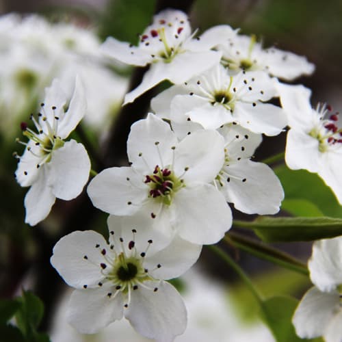 Callery (Bradford) pear