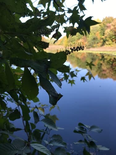 Sweet pepperbush (summersweet) seed heads or pods