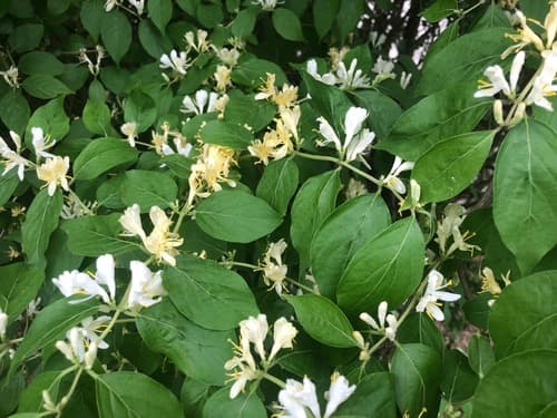 Bush honeysuckles (Amur, Morrow's, Tatarian)
