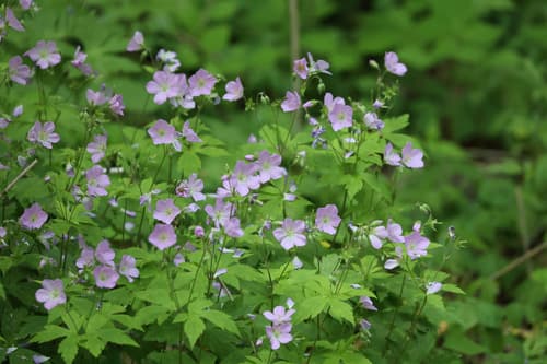 Wild geranium in bloom