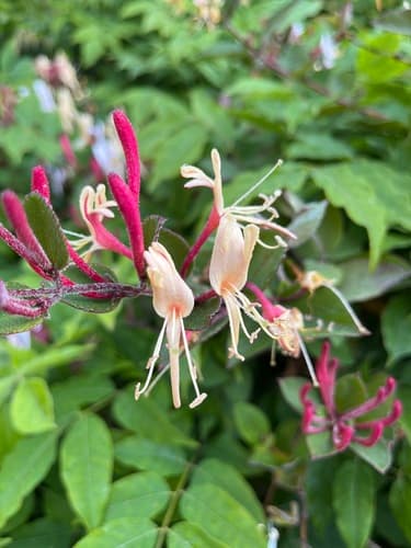 Japanese honeysuckle