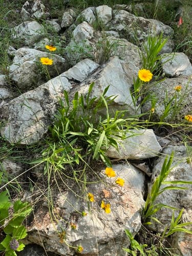 Lanceleaf coreopsis: view 1 of the same plant