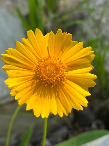 Lanceleaf coreopsis: view 2 of the same plant