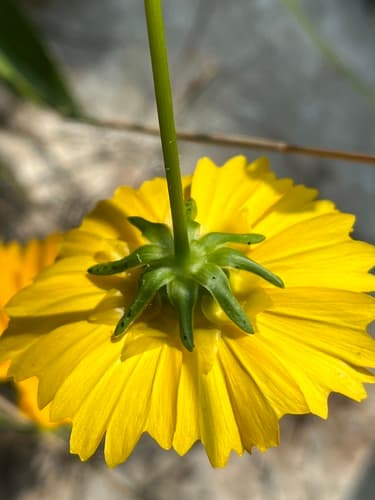 Lanceleaf coreopsis: view 3 of the same plant