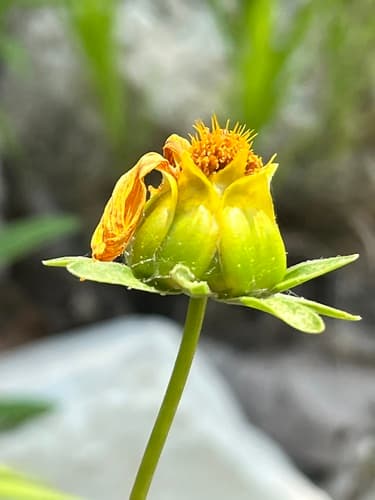 Lanceleaf coreopsis: view 4 of the same plant