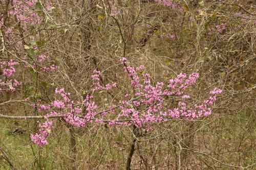 Eastern redbud: view 3 of the same plant