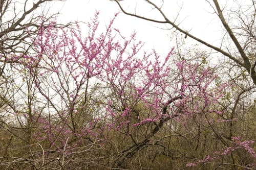 Eastern redbud: view 4 of the same plant