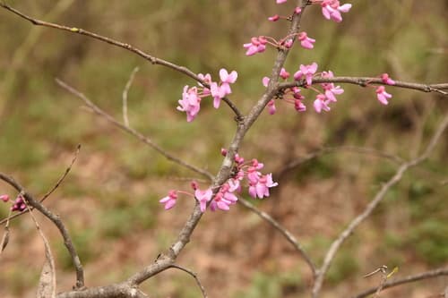 Eastern redbud: view 2 of the same plant