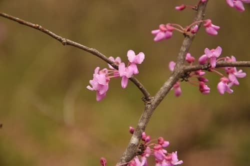 Eastern redbud: view 1 of the same plant