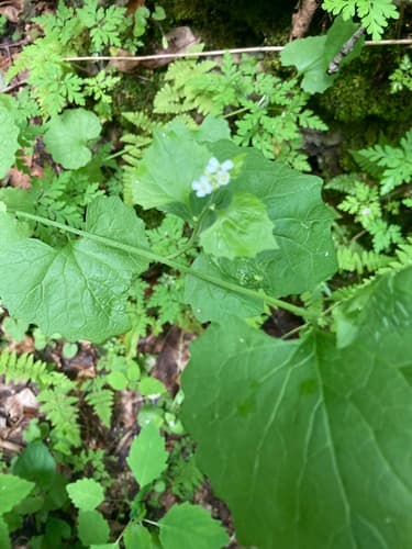 Garlic mustard: Seed pods