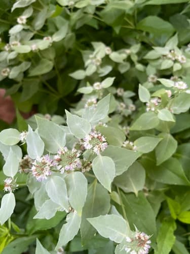 Clustered mountain mint in bloom