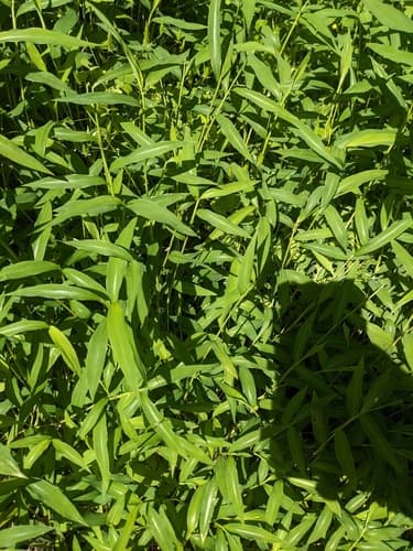 Japanese stiltgrass: Sprawling growth