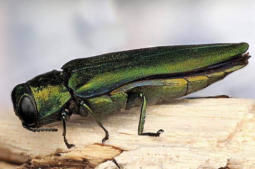 Emerald ash borer