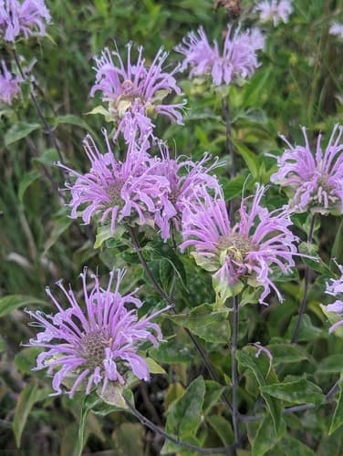 Wild bergamot: view 1 of the same plant