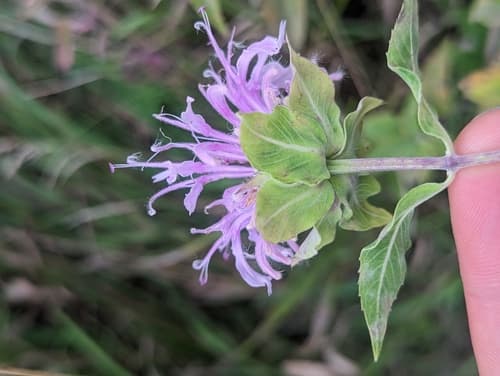 Wild bergamot: view 2 of the same plant