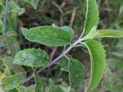 Wild bergamot: view 3 of the same plant