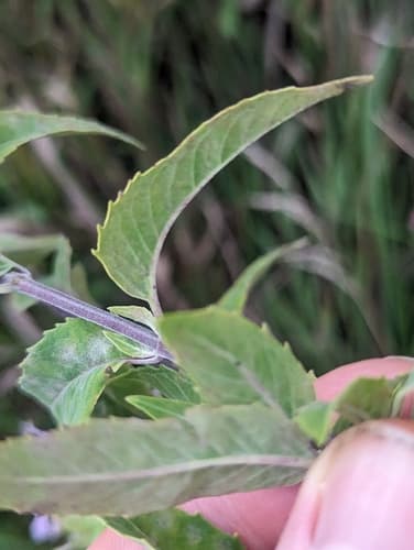 Wild bergamot: view 4 of the same plant