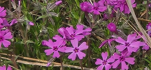 Moss phlox in bloom