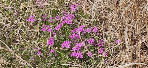 Moss phlox: view 2 of the same plant