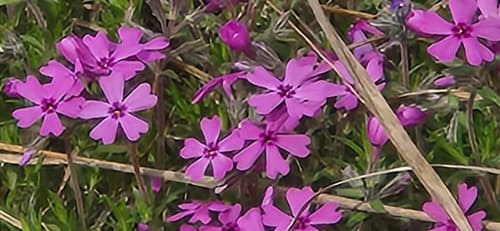 Moss phlox: view 3 of the same plant