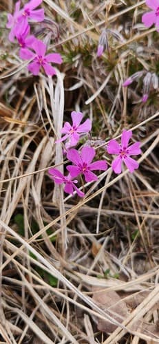 Moss phlox: view 4 of the same plant