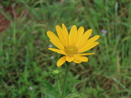 False sunflower (oxeye) in bloom