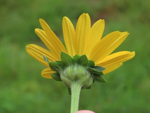 False sunflower (oxeye): view 2 of the same plant