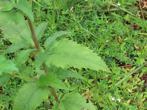 False sunflower (oxeye): view 3 of the same plant