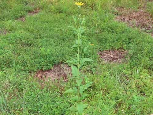 False sunflower (oxeye): view 4 of the same plant