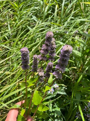 Anise hyssop seed heads or pods