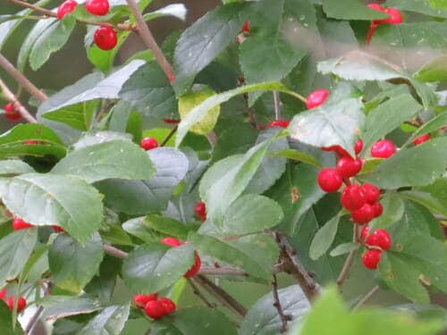Winterberry holly seed heads or pods