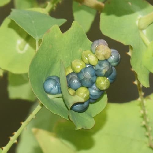 Mile-a-minute weed: Blue berries