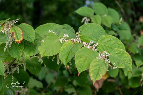 Japanese knotweed: view 2 of the same individual
