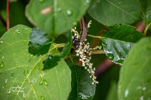 Japanese knotweed: view 3 of the same individual