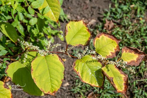 Japanese knotweed: view 1 of the same individual