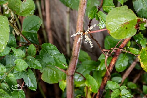 Japanese knotweed: view 4 of the same individual