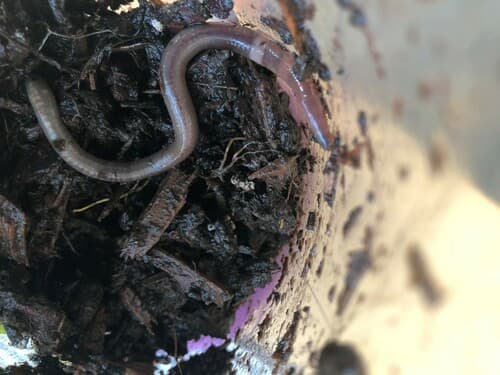 Jumping worms