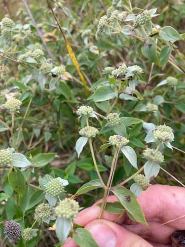 Clustered mountain mint seed heads or pods