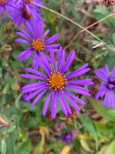 New England aster in bloom