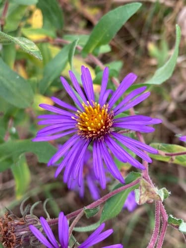 New England aster: view 2 of the same plant