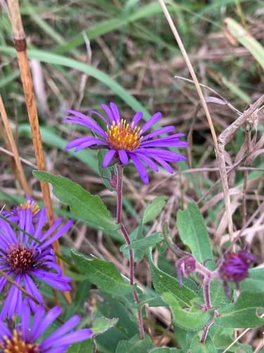 New England aster: view 3 of the same plant