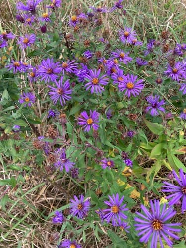 New England aster: view 4 of the same plant