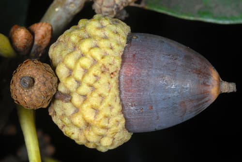 White oak seed heads or pods