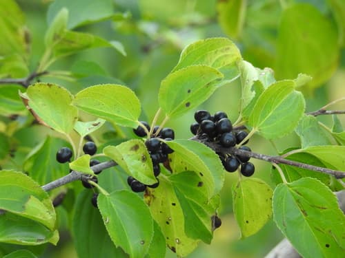 Common and glossy buckthorn