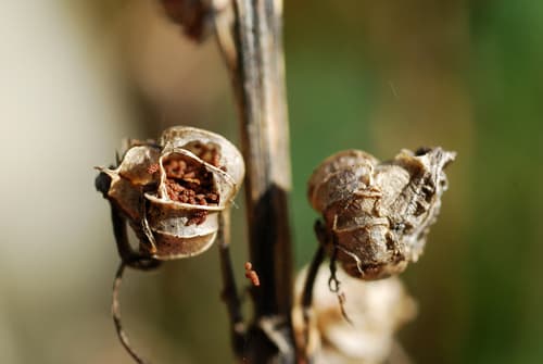 Cardinal flower seed heads or pods
