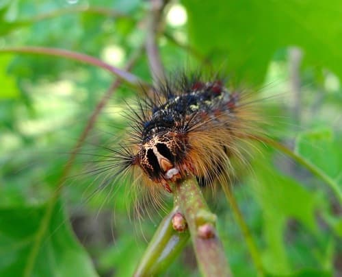 Spongy moth (formerly gypsy moth): view 1 of the same individual