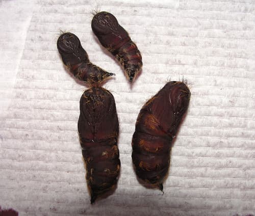 Spongy moth (formerly gypsy moth): view 2 of the same individual