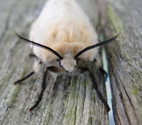 Spongy moth (formerly gypsy moth): view 3 of the same individual