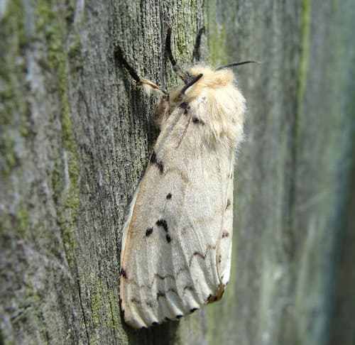 Spongy moth (formerly gypsy moth): view 4 of the same individual